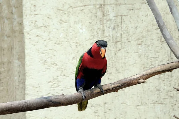 Belo papagaio colorido senta-se em um ramo, pássaro, animal — Fotografia de Stock