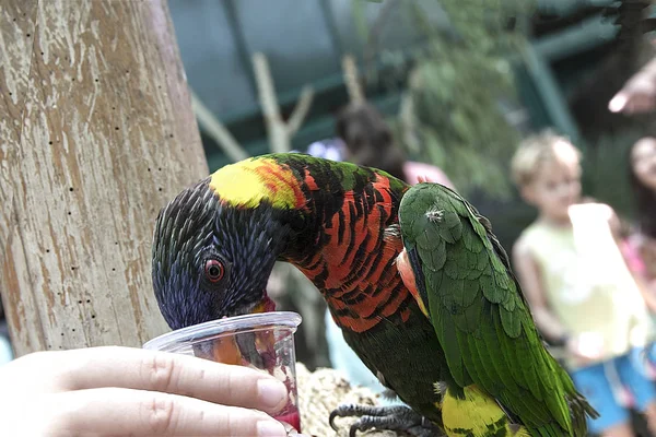 beautiful colored parrot sits on a branch ,bird,animal