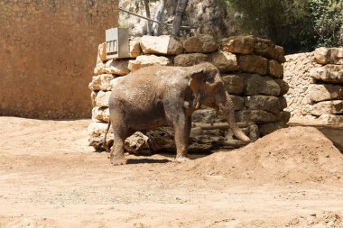 Fil Dağı Milli Parkı Afrika, fil, yaban hayatı, memeli, vahşi arka planda, park, Milli Tarih, rock, safari,