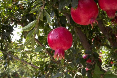 Olgun nar meyve ağacı dalı.