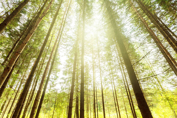 Dark forest with sunlight rays. Natural background