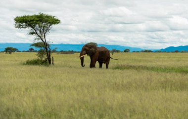 Savannah bir ağacının yanındaki yalnız bir fil. Dramatik bulutlarda Milli Parkı, Ngorongoro arka planda