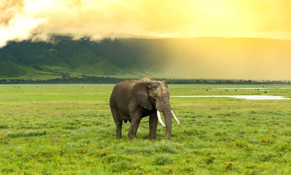 Ngorongoro Krateri Sahne Aydınlatan Güneş Yüksek Eğimi Ile Geçen Fil Telifsiz Stok Fotoğraflar