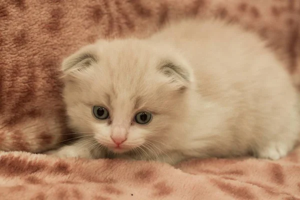 Scottish Fold Kočky Kitty — Stock fotografie