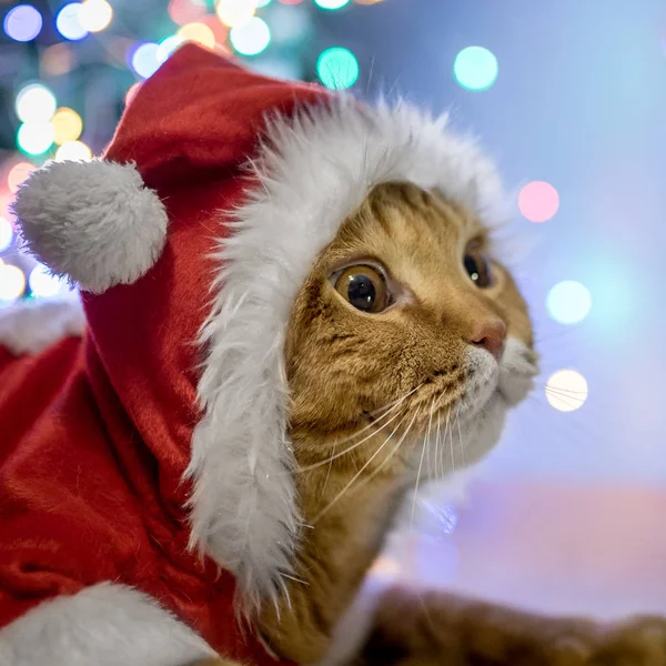 Noel Baba Kostümü Içinde Kedi — Stok fotoğraf