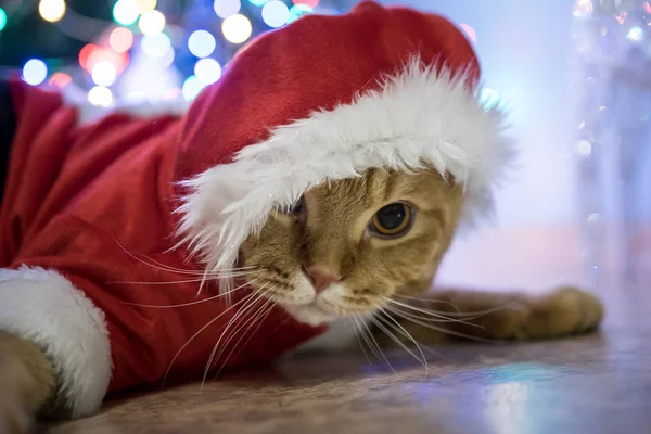Kedi Skoç Fold Noel Baba Kostüm — Stok fotoğraf