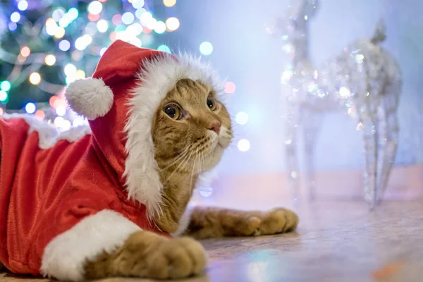 Ładny Kot Szkocki Teczka Stroju Świętego Mikołaja — Zdjęcie stockowe