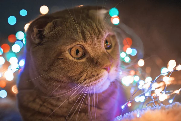 クリスマス ライトを持つ猫 — ストック写真