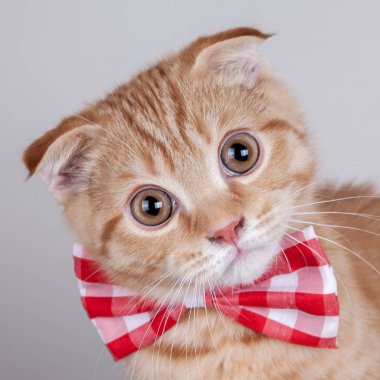 İskoç fold kedi yay ile