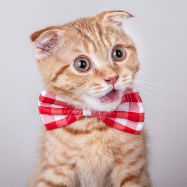 İskoç fold kedi yay ile