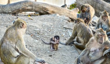 Tayland 'ın ünlü ilinde (Hua in) 