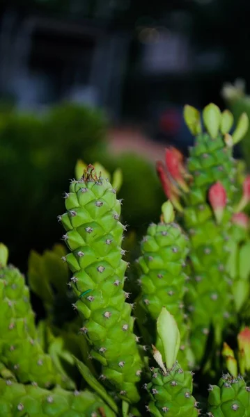 Vista Dall Alto Dello Stabilimento Mini Cactus Presso Allevamento Cactus — Foto Stock