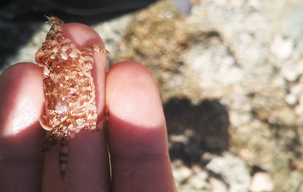Small crab on hand.A photo with a place to use. A small crab sits on the phalanx of the fingers.