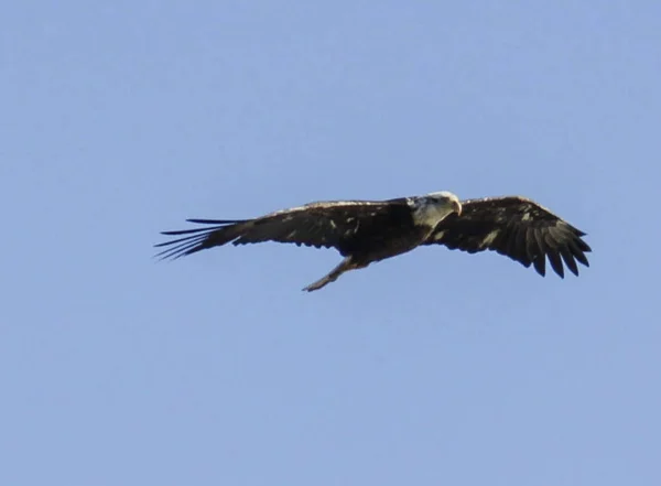 Bald Eagle Gliding Blue Sky — Stock Photo, Image