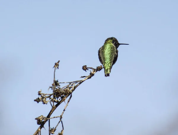 hummingbird gently balanced on tree branch