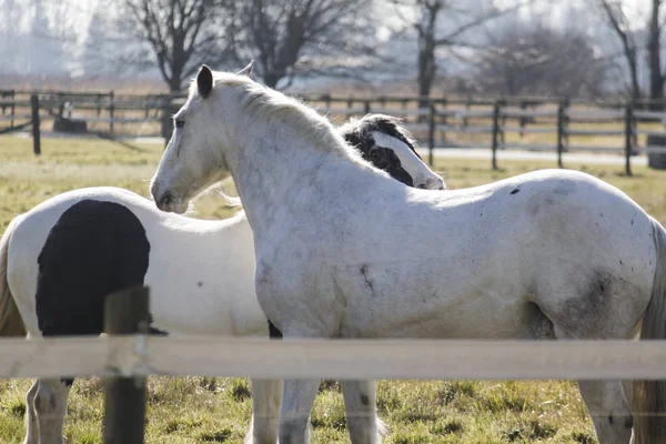 Two Horses Greeting Each Other Corral — Stock Photo, Image