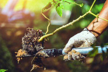 Adam toprakta arka bahçesinde mutfak bahçesi kazmak. Kullanılmış kürek toprak kazma ve biber taşımak.