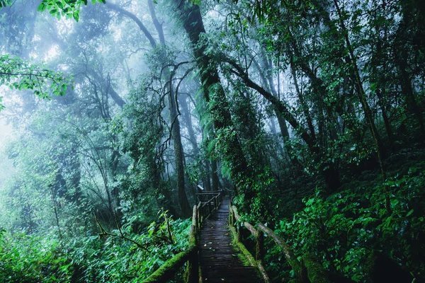 Träd och skogar i spänna regn skogen grön mossa och träbro på Angka natur stig i Doi Inthanon nationalpark i Thailand. — Stockfoto