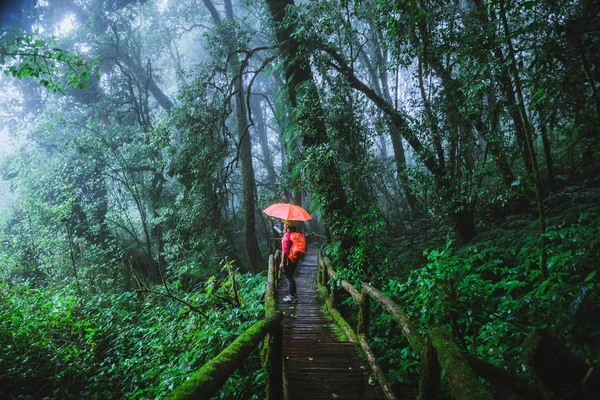 Asiatiska kvinnor reser naturen. Ta en bild Naturstudie i djungeln i Chiang Mai i Thailand. — Stockfoto