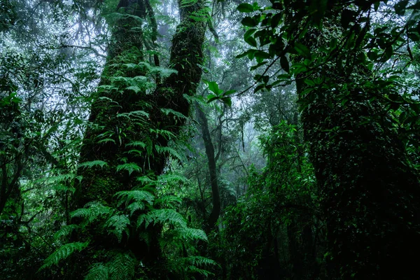 Träd och skogar i spänna regn skogen grön mossa på Angka natur i Doi Inthanon nationalpark i Thailand. — Stockfoto