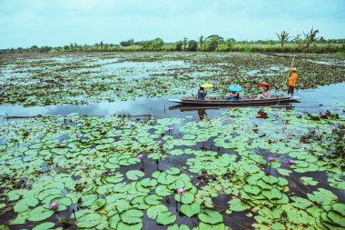 turist bir kürek teknede otur bataklık lotus izle