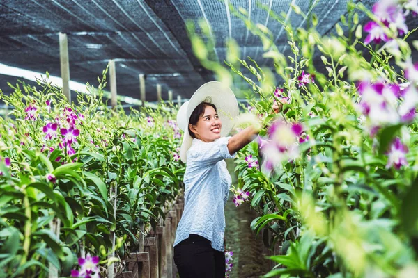 Gärtnerin asiatisch. Schneiden einer Orchidee in einem Orchideengarten. — Stockfoto