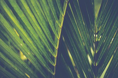 Arka plan yeşil bırakır. Cyrtostachys renda Blum yaprakları