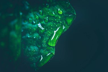 yapraklar üzerinde Su damlacıkları