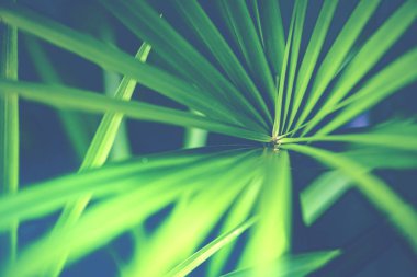 Doğal arka plan yeşil yaprakları. Cyperaceae