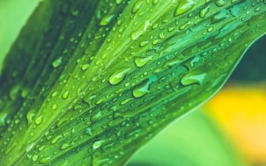 Yapraklarda su damlacıkları. Curcuma zanthorrhiza