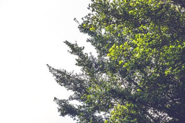 Arka plan yeşil bırakır. Siyam kaba çalı  