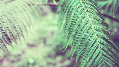 Doğal arka plan. Unravelling eğrelti otu frond closeup. Tayland ch