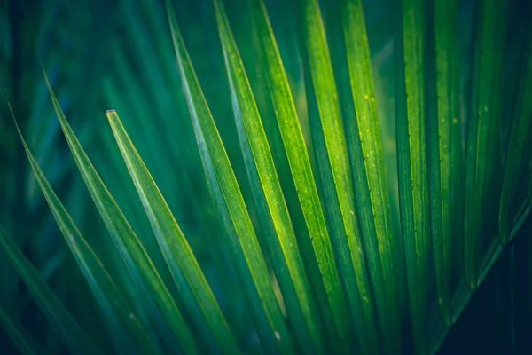 Sfondo foglie verde. Cyrtostachys renda Foglie azzurre — Foto Stock