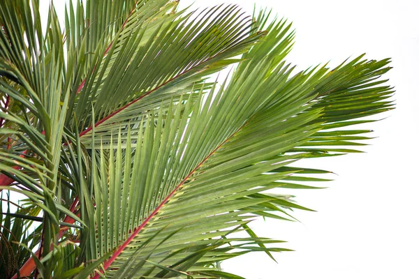 Естественный фон Palm. Cyrtostachys renda Blum листья — стоковое фото