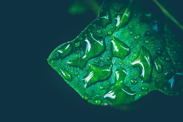 Gotas de agua en las hojas — Foto de Stock