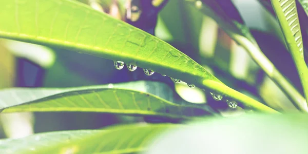 Waterdruppels op Bladeren — Stockfoto