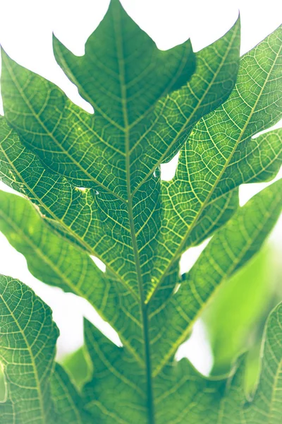 Přirozené pozadí papáje listí — Stock fotografie