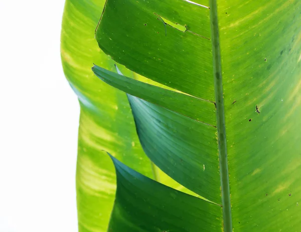 Натуральний фон банановий лист — стокове фото
