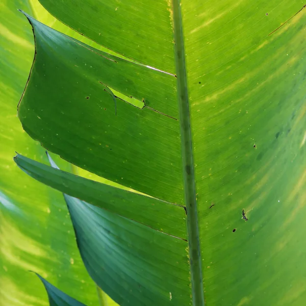 自然背景 香蕉叶 — 图库照片
