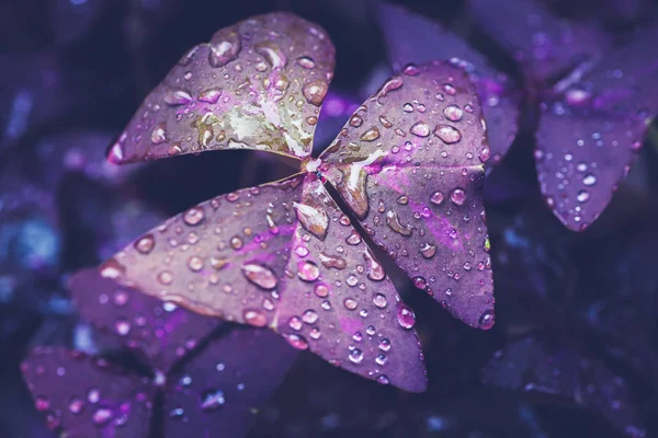 Water droplets on leaves. Purple leaves