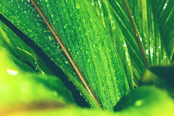 Gotas de agua en las hojas. Verde — Foto de Stock