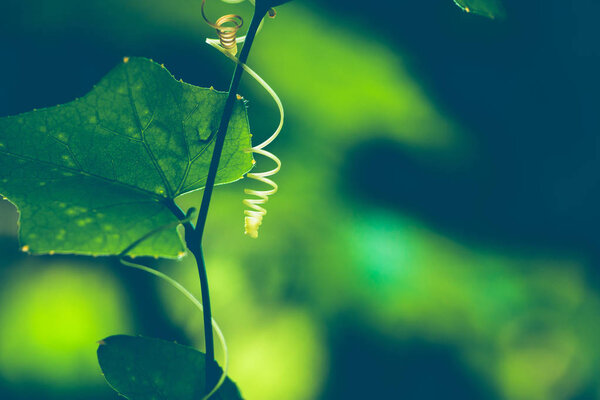 Natural background of green leaves. Background leaves green. sunlight leaf. Ivy Gourd