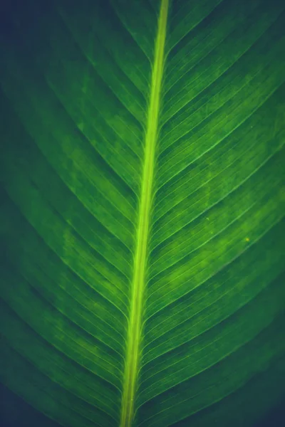 El fondo deja verde. Hojas verdes —  Fotos de Stock