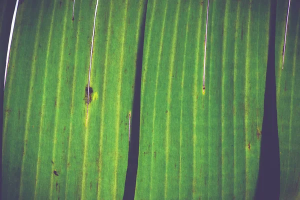 Latar belakang alami Daun pisang — Stok Foto