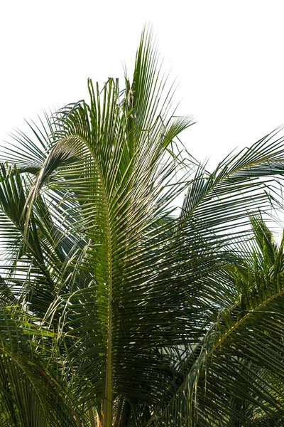 自然背景 椰子叶 — 图库照片