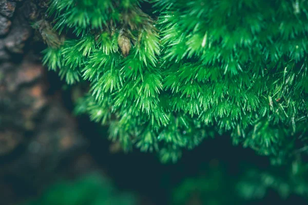 Fondo natural Moss verde — Foto de Stock