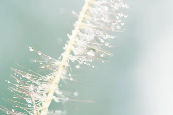 Natürlicher Hintergrund Tau Gras — Stockfoto