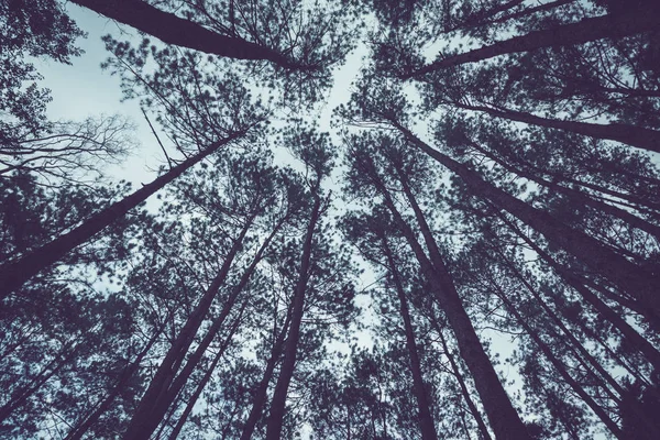 Přirozené pozadí. Lesní park Pinus kesiya. Nízký úhel natáčení — Stock fotografie