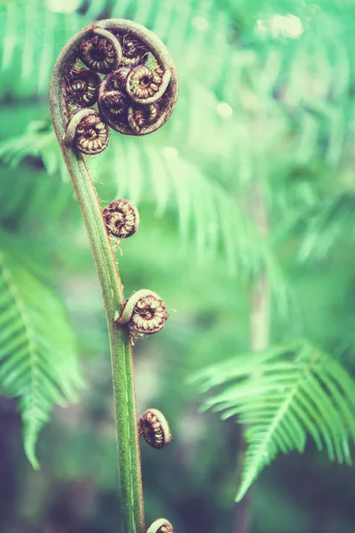 Doğal arka plan. Unravelling eğrelti otu frond closeup. Tayland ch — Stok fotoğraf