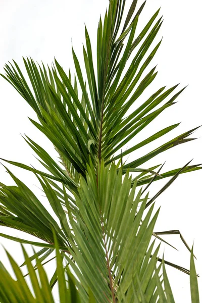 Fundo natural Palma. Cyrtostachys renda Blum folhas — Fotografia de Stock